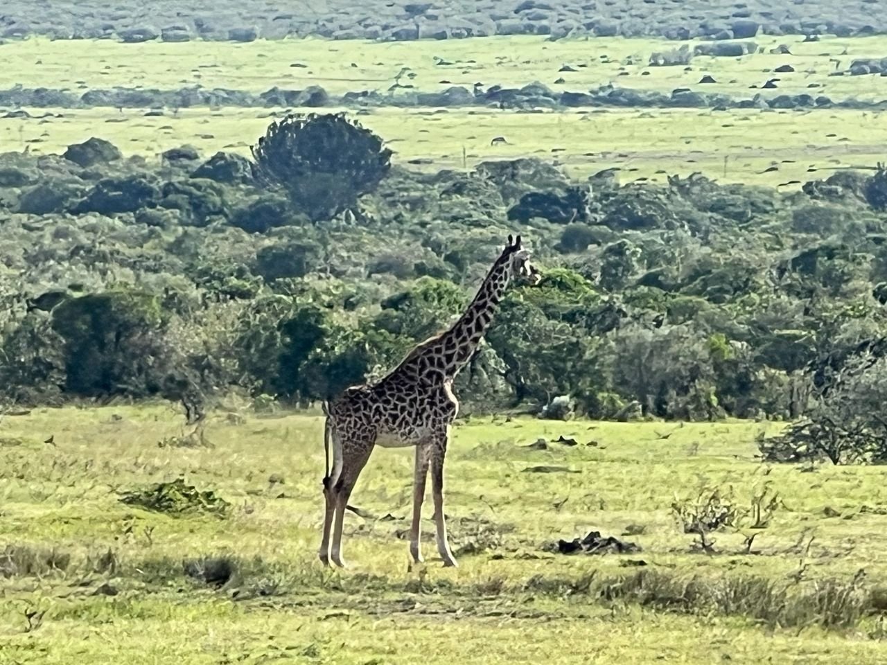 Serengeti